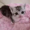 thesweetcatten7