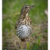 thrush.hunting