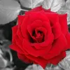user14193316721504