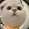bemeowdethuongg