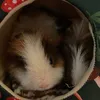 lailapigs