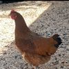 cordeggla