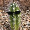 cactus4012