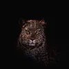 photo_tiger