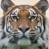 tigre_dormido6