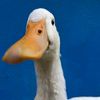 littleduckprince