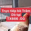lacthomo