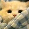 dnsarrmdhni
