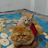 madinasharif426