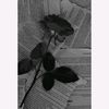 blackmotia293