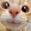 Mochiii