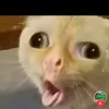 sohailapagsidandi
