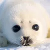 silly.seal.approvals