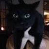 caseohskitty0
