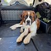 Whiskey_the_st_bernard