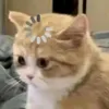 lonhatlinh1111