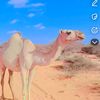 dhorsanecabdi