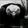 nbnm_75