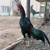 horozlarin.dilind