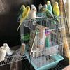 birdsstzco7