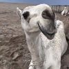 العتيبي🐺🩶