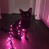 theblackcatsalem