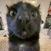 quizdogato1
