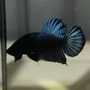 tongbettafish.cam