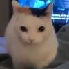 livelaughlovej43
