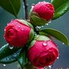 abdulhafeez3240
