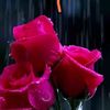 user6650319828662