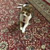 thecatfather_