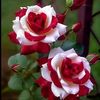 user4772221818139