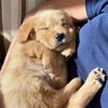pet.wellness.daily