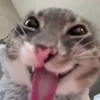 skyf.melok