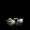 k.altyn_012