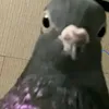 .davirafael
