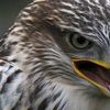 hawk_f15