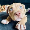 Ares 🐶✨