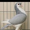 leg.pigeon1