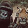 wildtierrrs