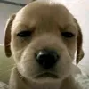 nungamer8