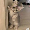 meowmtheg8p