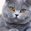 gatillhando