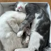 lisa_cattt