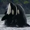 aminaagic5