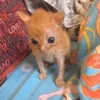 kitti kitti
