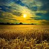 agriculture1100