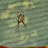 mynameisntactuallybob