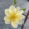 lin.nguyn7045